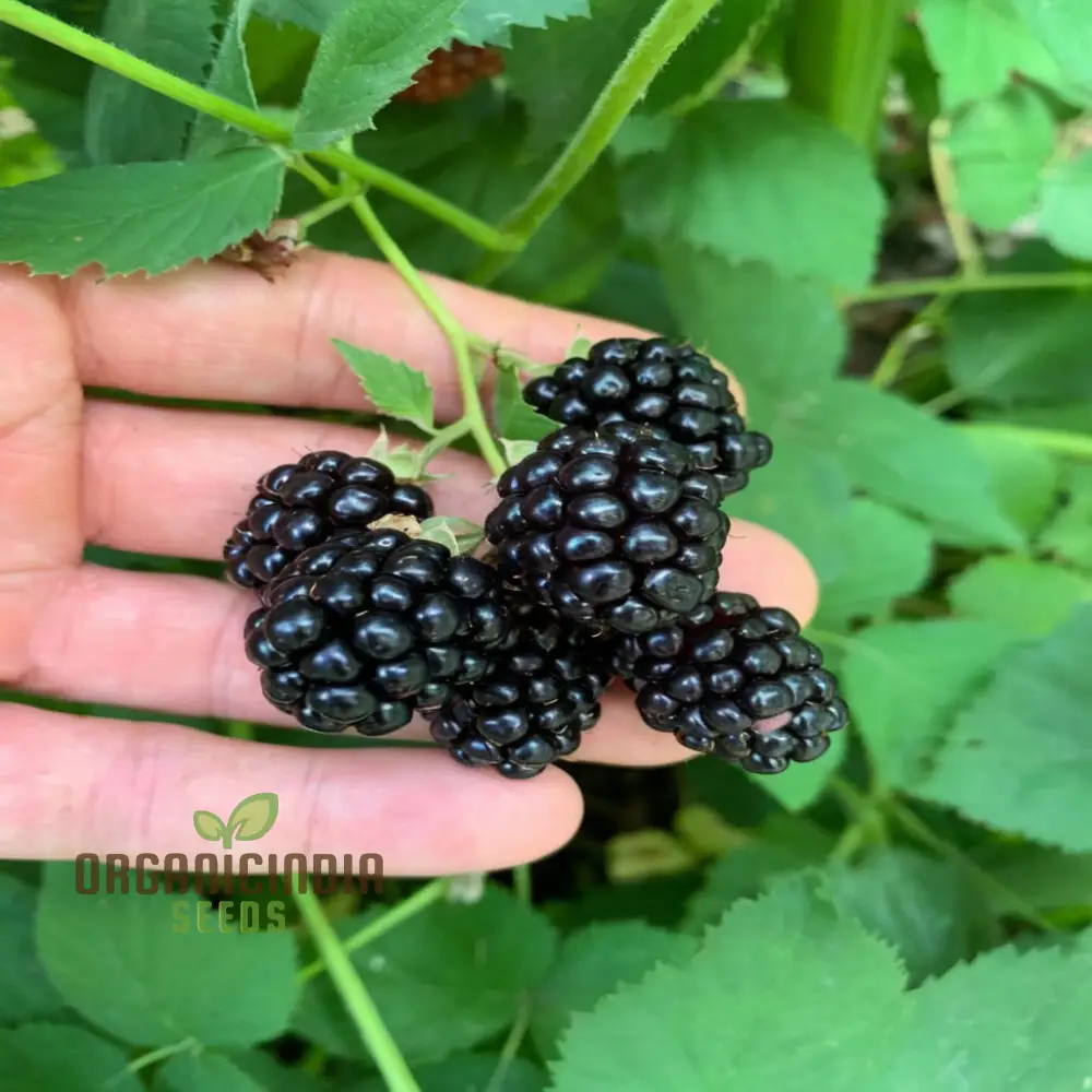 Giant Sweet Heirloom Blackberry Seeds Elevate Your Gardening with Bountiful, Flavorful Berries - Image 4