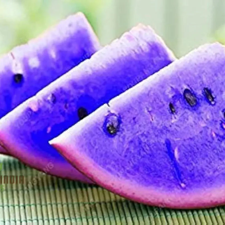 Giant Sweet Watermelon Seeds - Image 4