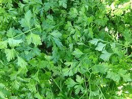 Gigante d’Italia Parsley Seeds – Premium Heirloom Herb for Flavorful Cooking & Gardening | Buy Organic Seeds Online - Image 2