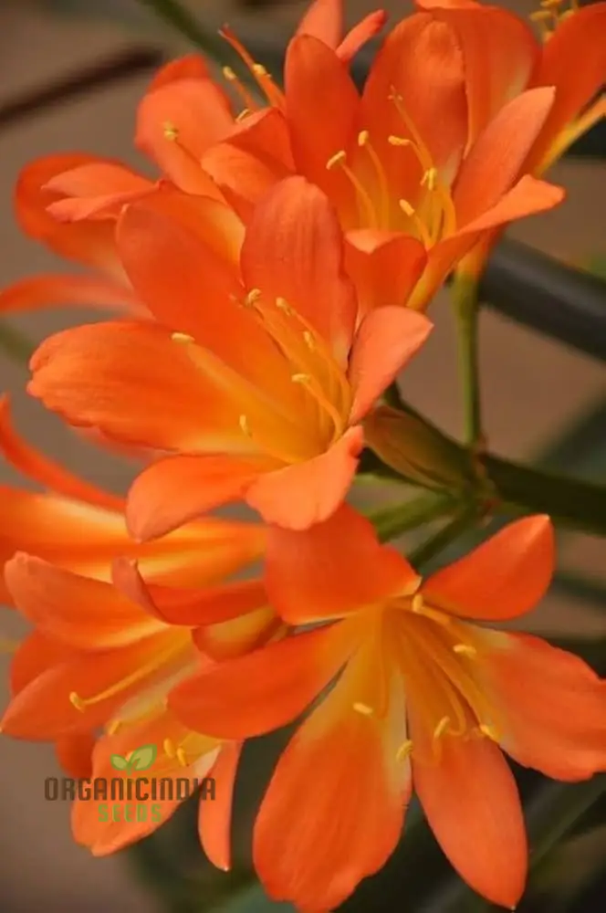 Giglio Vase Ornament Plant Seeds | Decorative Semi-Negative Plants for Vases and Gardens | 100 Pcs