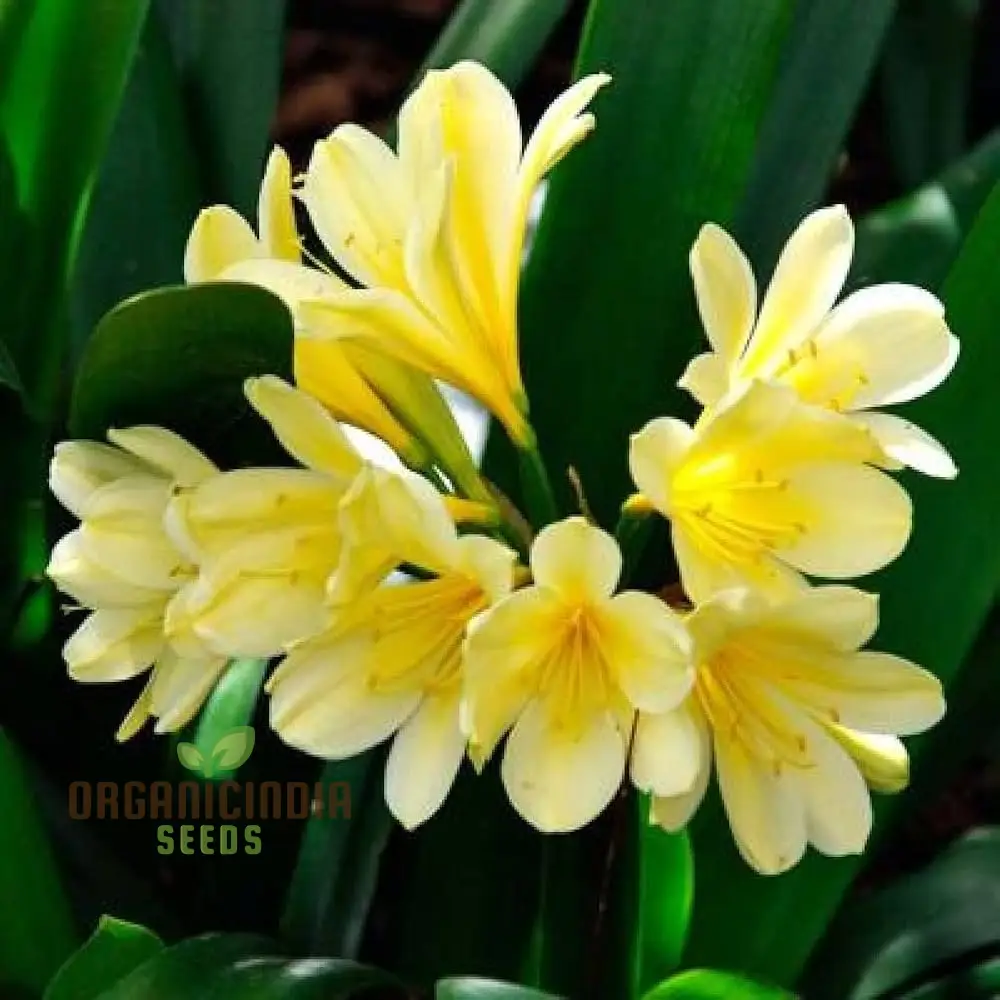 Giglio Vase Ornament Plant Seeds | Decorative Semi-Negative Plants for Vases and Gardens | 100 Pcs - Image 3