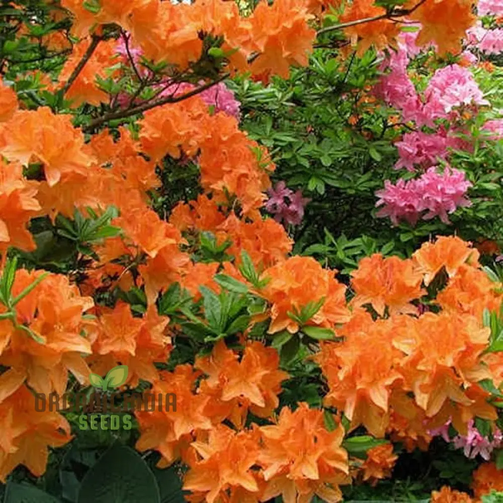Giglio Vase Ornament Plant Seeds | Decorative Semi-Negative Plants for Vases and Gardens | 100 Pcs - Image 4