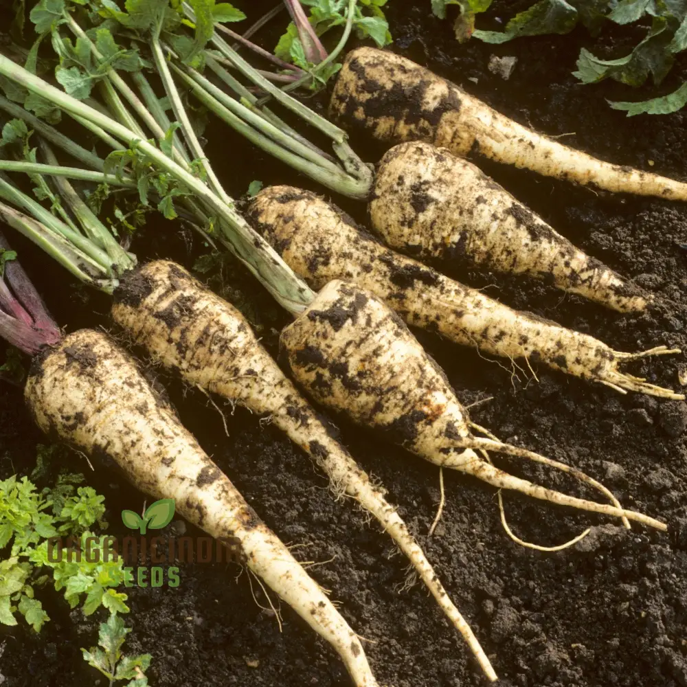 Gladiator F1 Parsnip Vegetable Seeds, Cultivate Robust and Flavorful Parsnips with Expert Tips from Seed to Harvest - Image 4