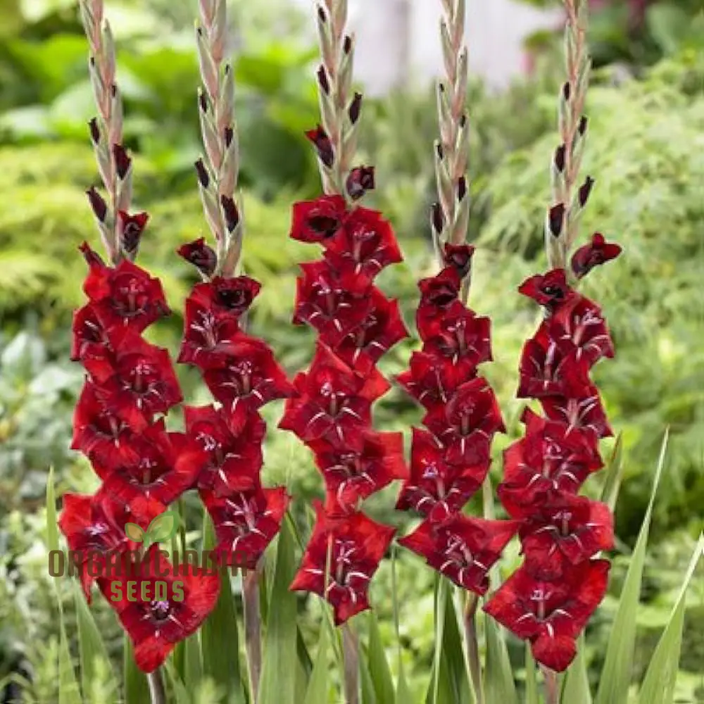 Gladiolus Papilio Vito Flower Seeds for Planting, Vibrant Butterfly Flowering for Your Garden, Premium Quality Seeds for Beautiful Blooms - Image 3