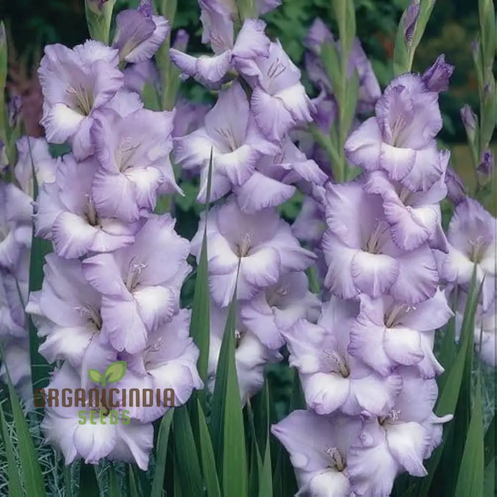 Gladiolus Vera Lynn Flower Seeds For Planting, Elegant Pink Gladiolus for a Beautiful and Vibrant Garden Display
