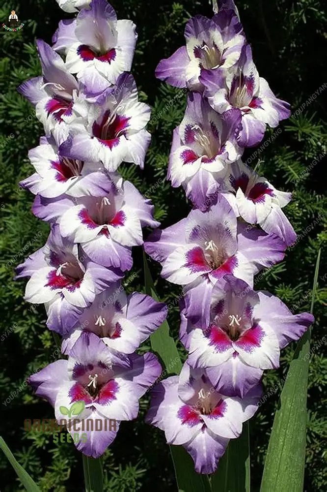 Gladiolus Vera Lynn Flower Seeds For Planting, Elegant Pink Gladiolus for a Beautiful and Vibrant Garden Display - Image 4