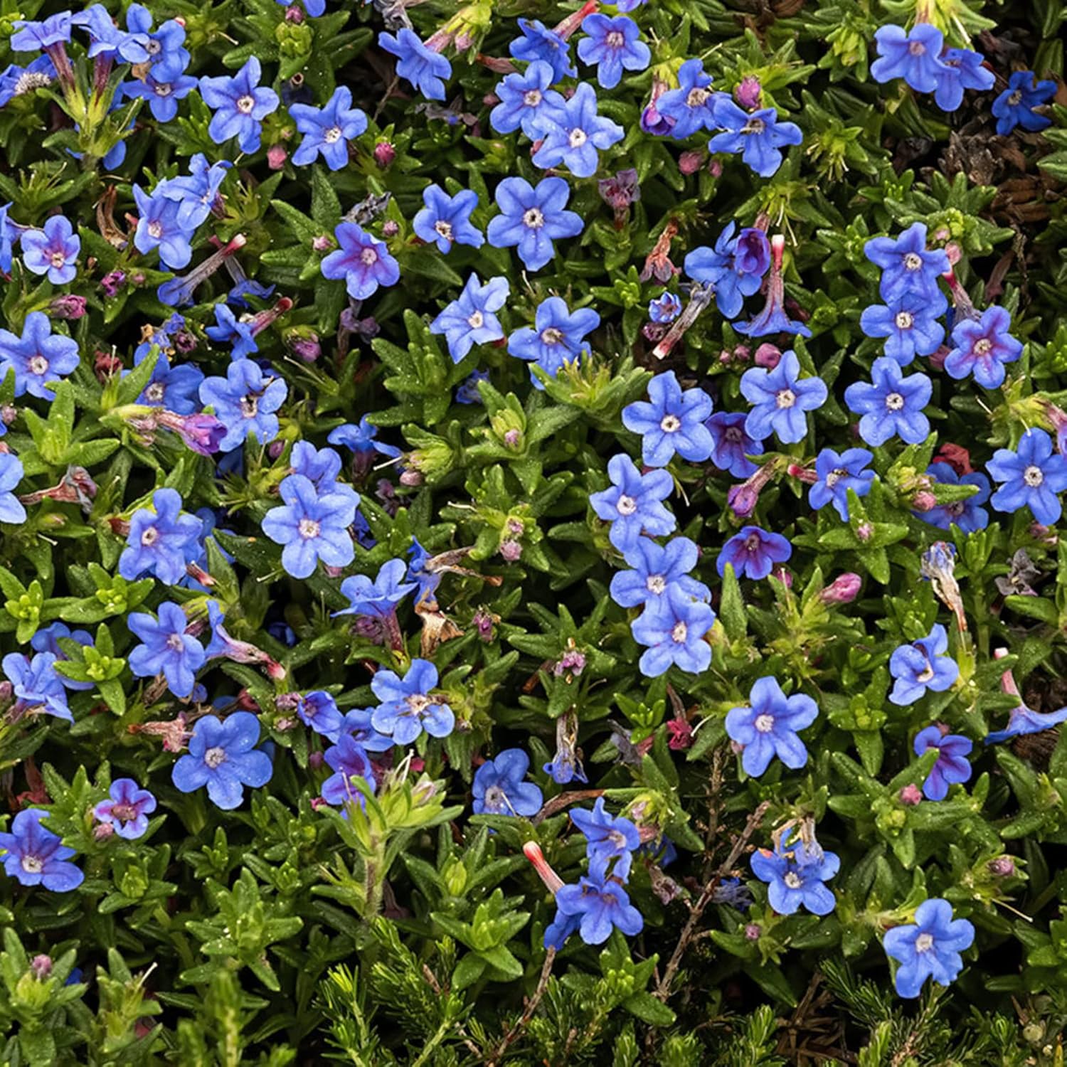 Glandora Diffusa Seeds – Perennial Hardy Ground Cover for Gardens & Containers