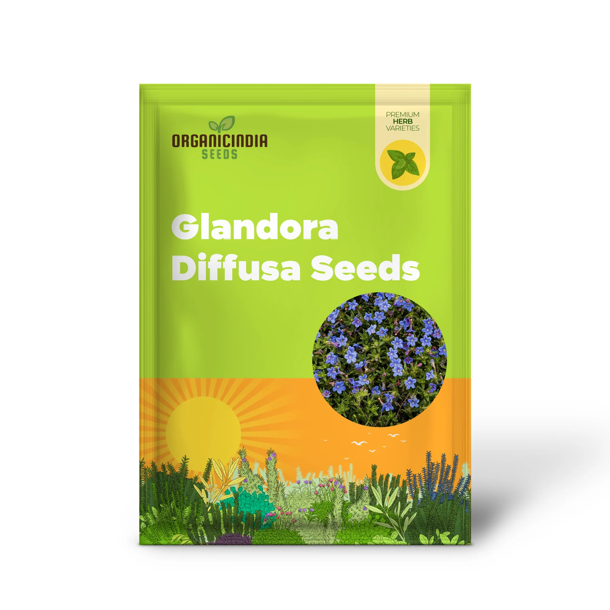 Glandora Diffusa Seeds – Perennial Hardy Ground Cover for Gardens & Containers - Image 2