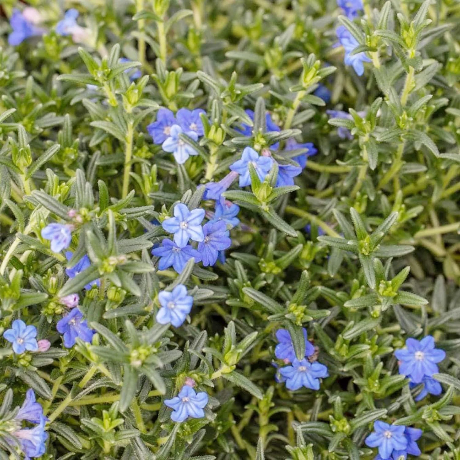 Glandora Diffusa Seeds – Perennial Hardy Ground Cover for Gardens & Containers - Image 3