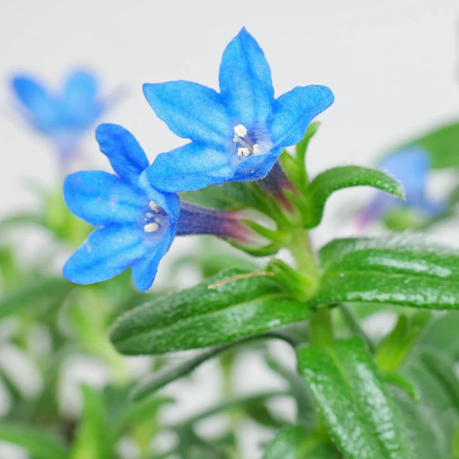 Glandora Diffusa Seeds – Perennial Hardy Ground Cover for Gardens & Containers - Image 4