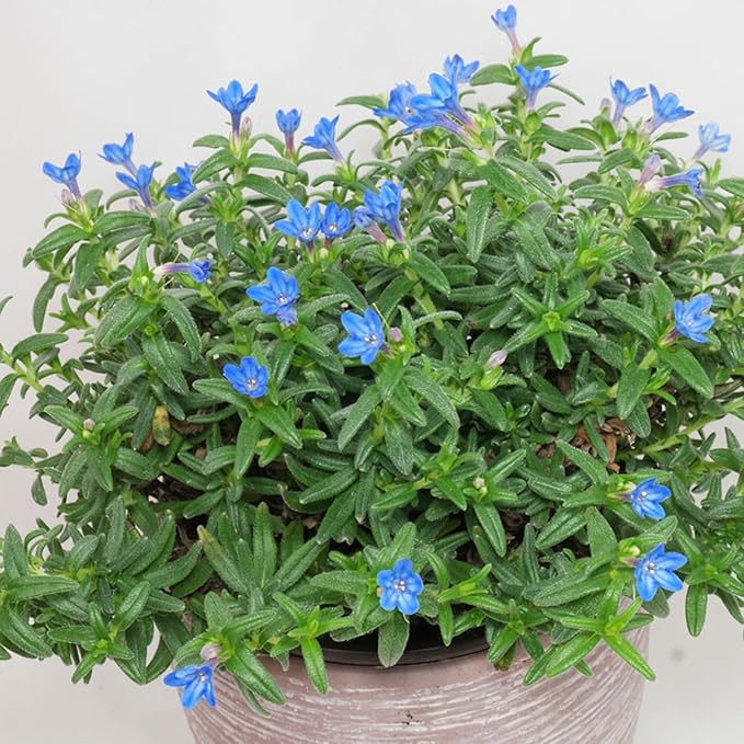 Glandora Diffusa Seeds – Perennial Hardy Ground Cover for Gardens & Containers - Image 5