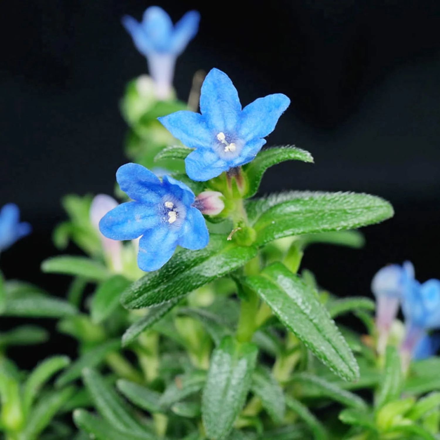 Glandora Diffusa Seeds – Perennial Hardy Ground Cover for Gardens & Containers - Image 6