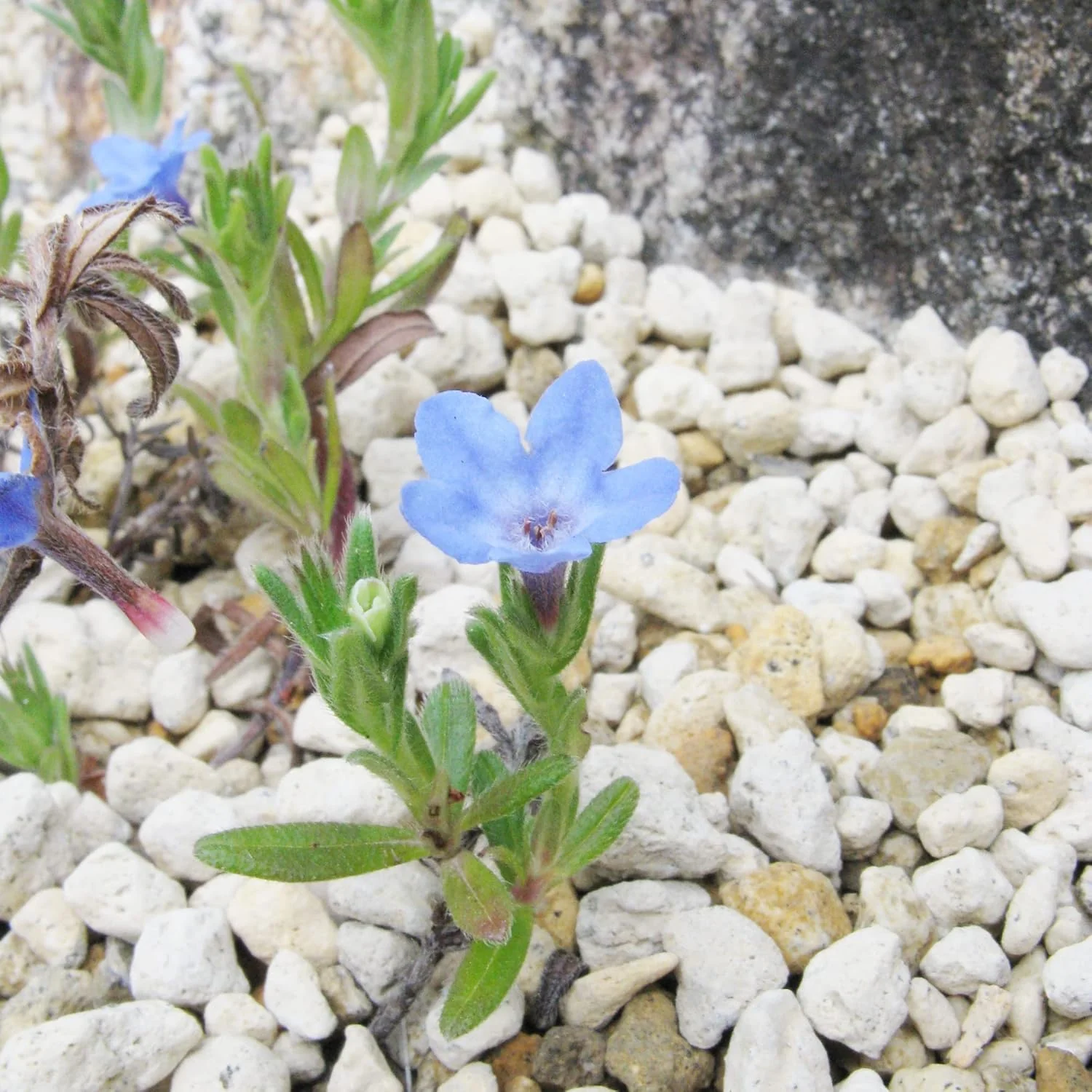 Glandora Diffusa Seeds – Perennial Hardy Ground Cover for Gardens & Containers - Image 7