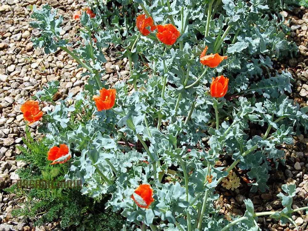 Glaucium Corniculatum Seeds – Hardy Perennial Garden Variety for Unique Landscapes - Image 3