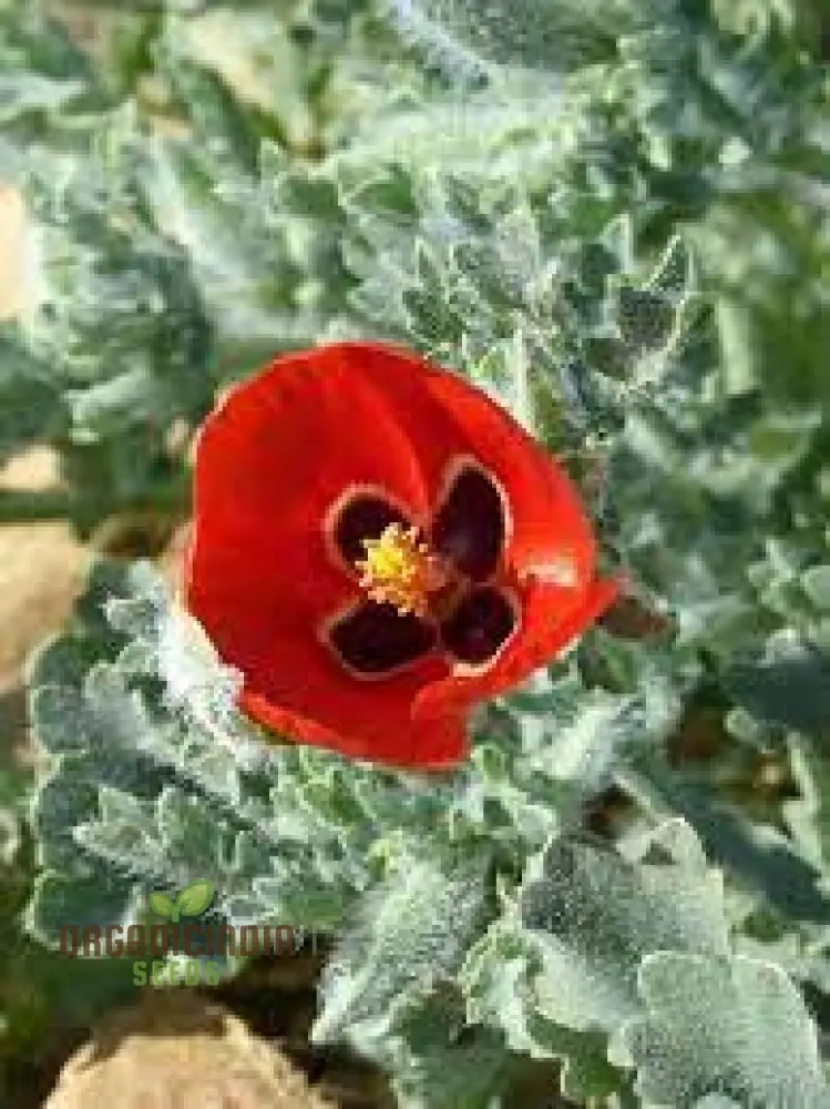 Glaucium Corniculatum Seeds – Hardy Perennial Garden Variety for Unique Landscapes - Image 4