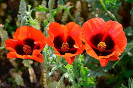 Glaucium Corniculatum Seeds – Hardy Perennial Garden Variety for Unique Landscapes - Image 5