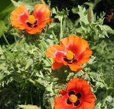 Glaucium Corniculatum Seeds – Hardy Perennial Garden Variety for Unique Landscapes - Image 6