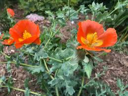 Glaucium Corniculatum Seeds – Hardy Perennial Garden Variety for Unique Landscapes - Image 7
