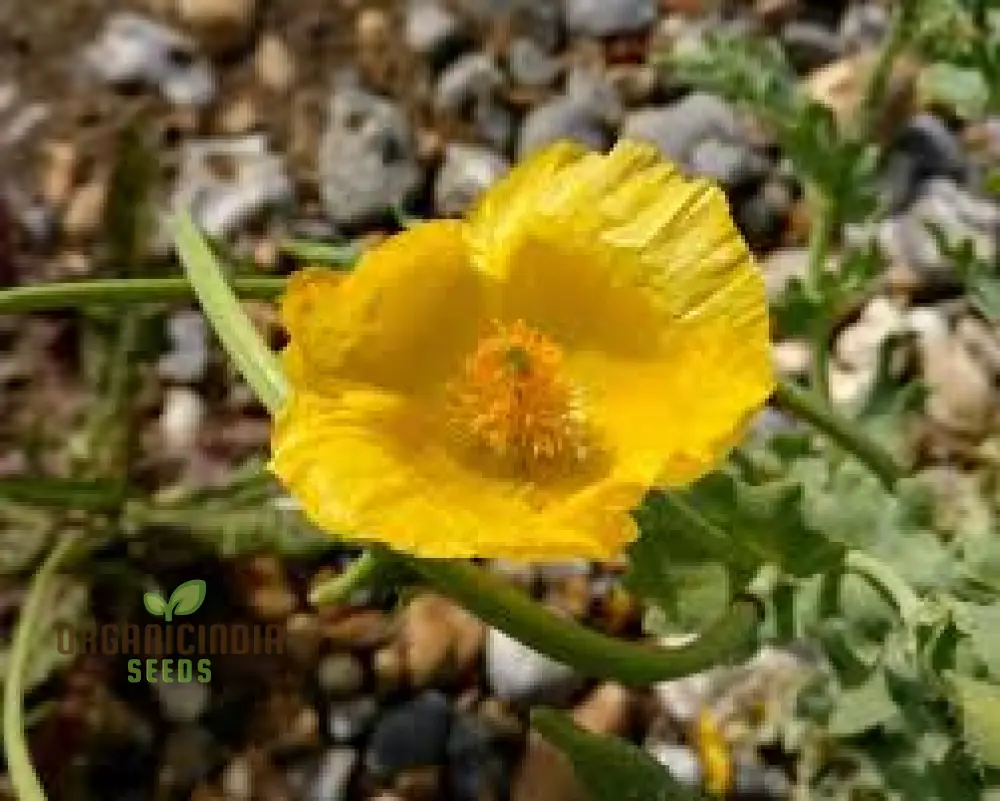 Poppy Seeds (Glaucium Flavum Seeds) - Yellow Horned Poppy for Gardening Enthusiasts
