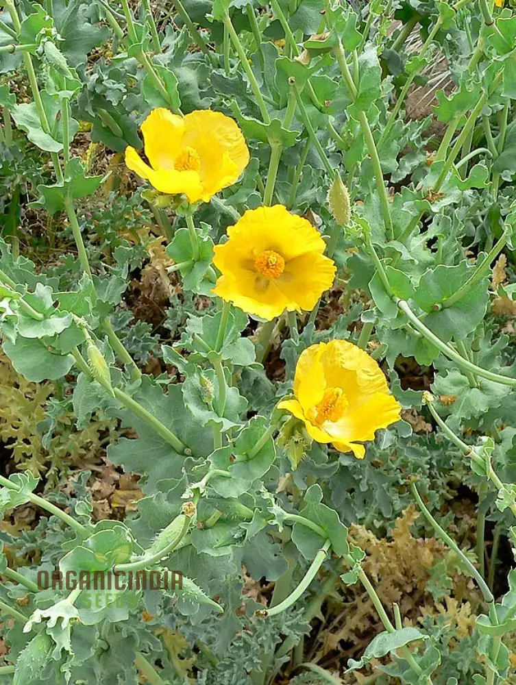 Poppy Seeds (Glaucium Flavum Seeds) - Yellow Horned Poppy for Gardening Enthusiasts - Image 3
