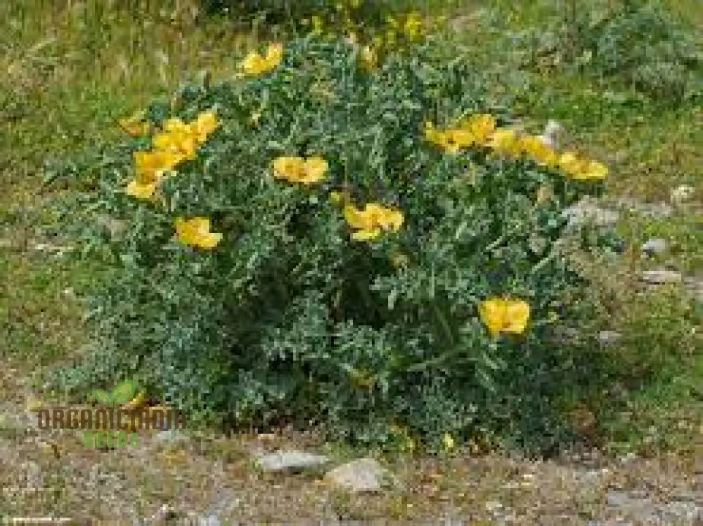 Poppy Seeds (Glaucium Flavum Seeds) - Yellow Horned Poppy for Gardening Enthusiasts - Image 4