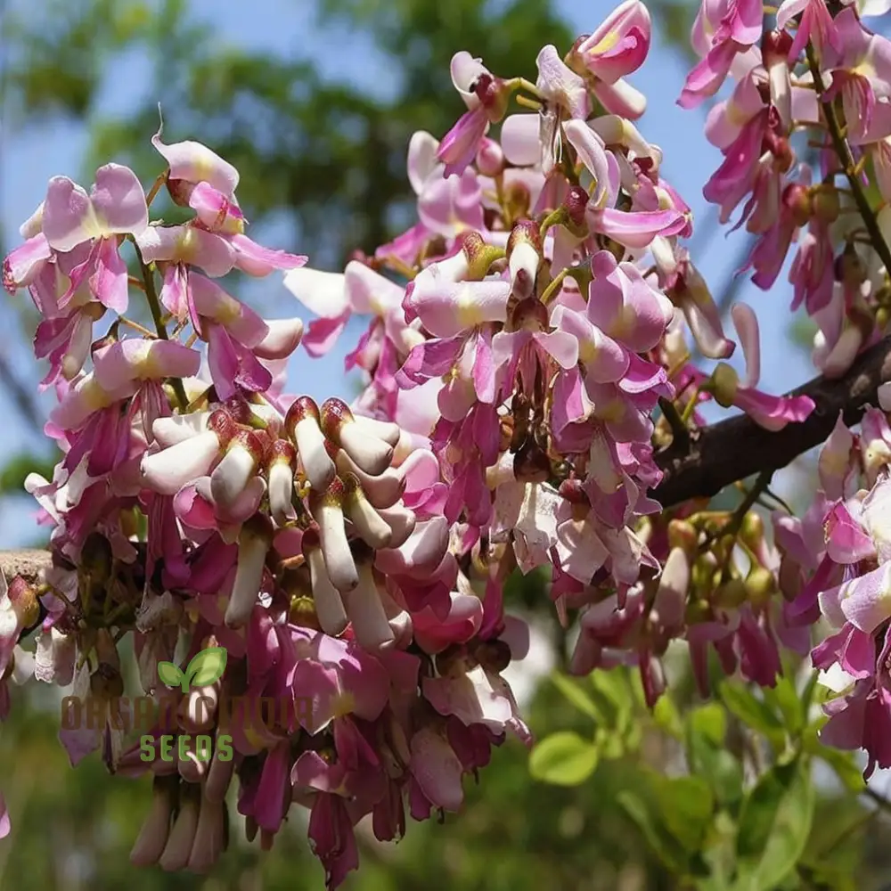 Gliricidia Sepium Seeds, Madre De Cacao, Mexican Lilac High Germination Rate, Grow Your Garden