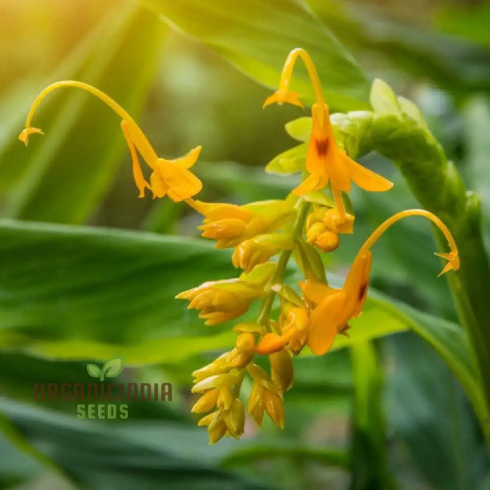 Globba Schomburgkii Seeds For planting- Exotic Gardening Delight for Enthusiasts Seeking Unique and Vibrant Flora