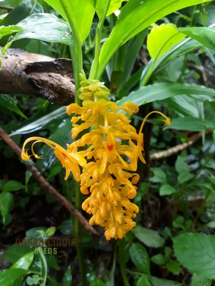 Globba Schomburgkii Seeds For planting- Exotic Gardening Delight for Enthusiasts Seeking Unique and Vibrant Flora - Image 3