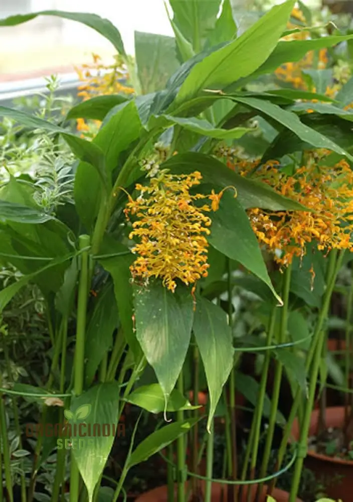 Globba Schomburgkii Seeds For planting- Exotic Gardening Delight for Enthusiasts Seeking Unique and Vibrant Flora - Image 4