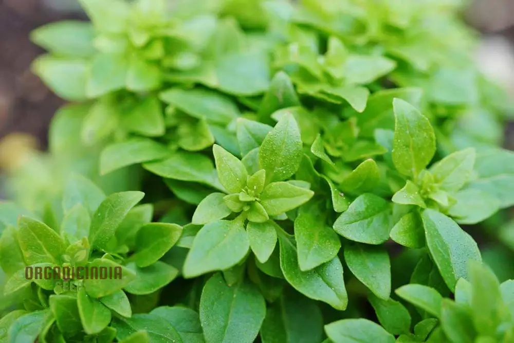 Globe Basil Seeds – Compact Aromatic Herb for Container & Garden Planting