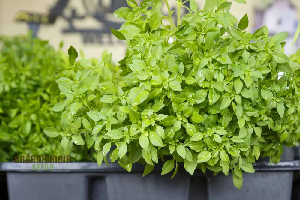 Globe Basil Seeds – Compact Aromatic Herb for Container & Garden Planting - Image 3