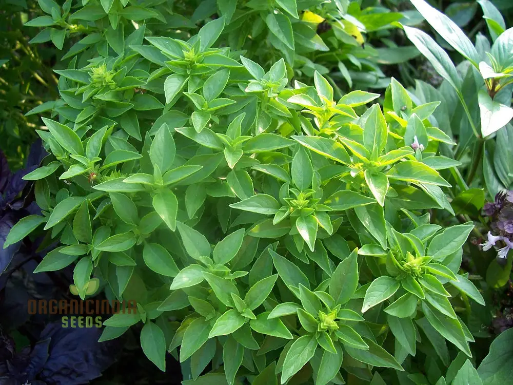 Globe Basil Seeds – Compact Aromatic Herb for Container & Garden Planting - Image 4