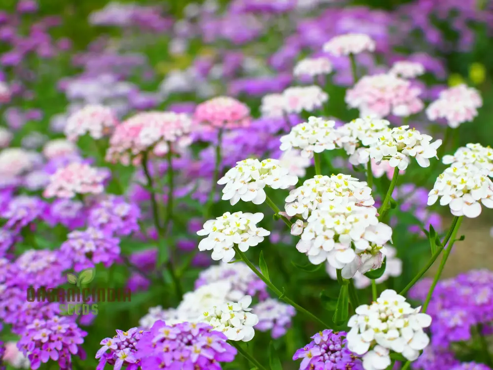 Globe Candytuft Mix Seeds - Colorful Blooms for Your Garden for Planting