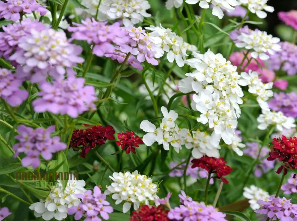 Globe Candytuft Mix Seeds - Colorful Blooms for Your Garden for Planting - Image 4