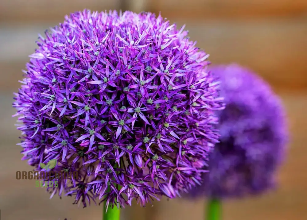 Globemaster Allium Gigantean Flower - Heirloom Organic Seeds - Perennial Showy Dramatic Cut Flower (100 Seeds)
