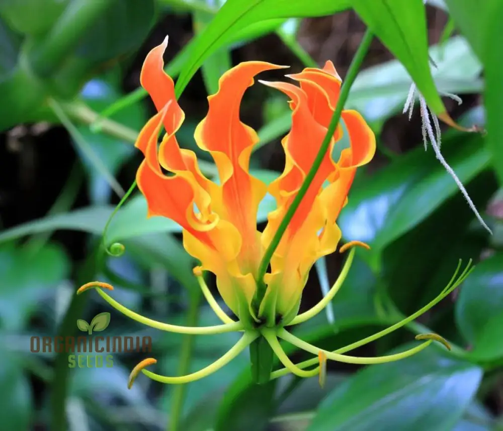 Gloriosa Seeds (Orange Glory Gloriosa Seeds) - Bright Exotic Climbing Blooms for Gardens