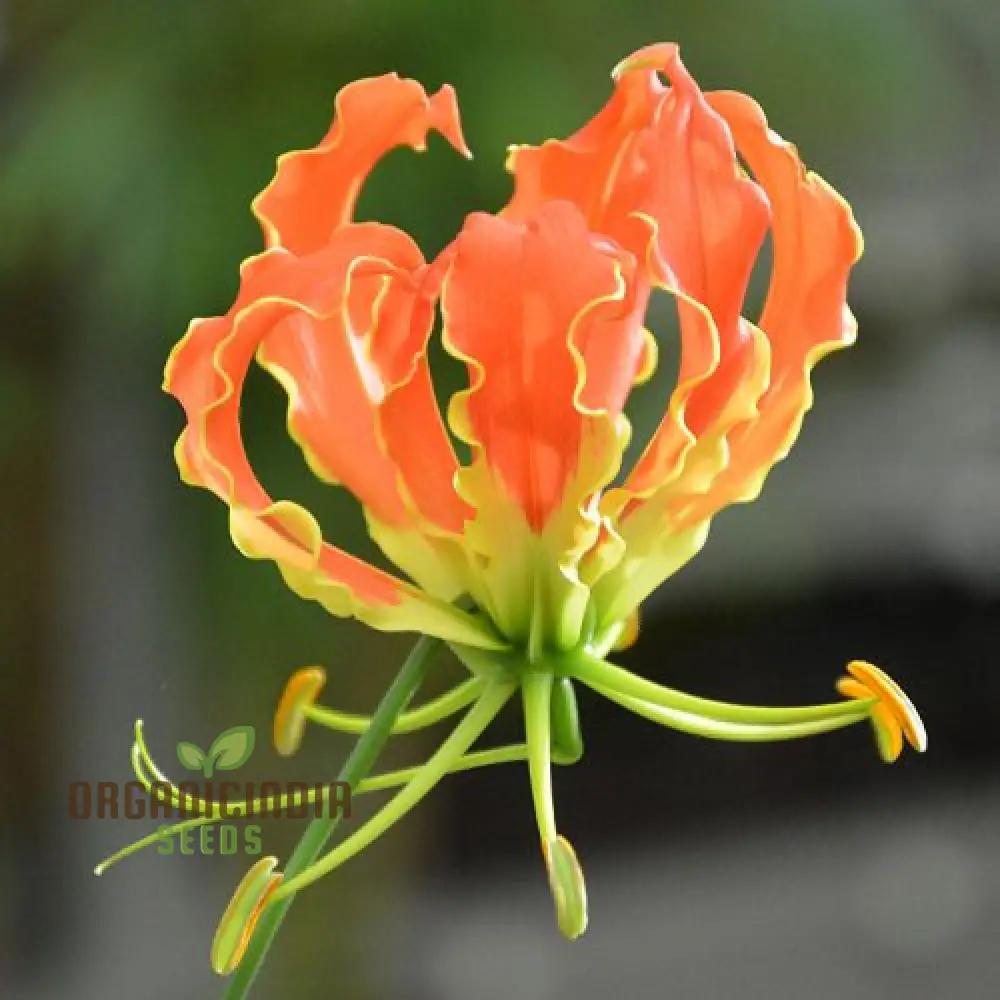 Gloriosa Seeds (Orange Glory Gloriosa Seeds) - Bright Exotic Climbing Blooms for Gardens - Image 3
