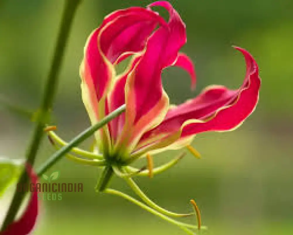 Gloriosa Rothschildiana Seeds For planting- Exquisite Climbing Vine for Elegant Gardens | Rare Gardening Gem with Striking Blooms
