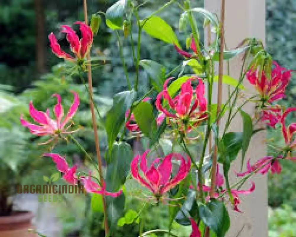 Gloriosa Rothschildiana Seeds For planting- Exquisite Climbing Vine for Elegant Gardens | Rare Gardening Gem with Striking Blooms - Image 3