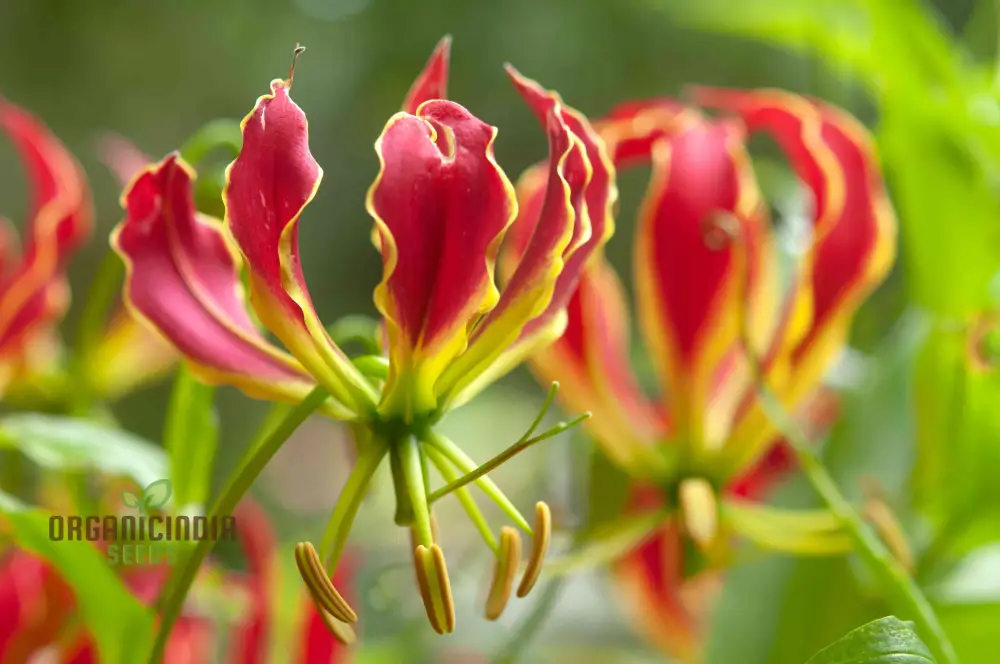Gloriosa Rothschildiana Seeds For planting- Exquisite Climbing Vine for Elegant Gardens | Rare Gardening Gem with Striking Blooms - Image 4