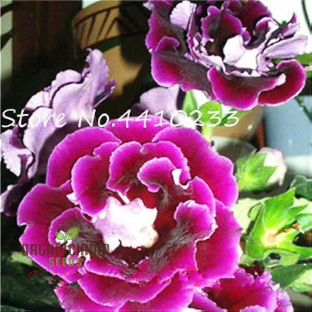Gloxinia Seeds (Gloxinia Flower Seeds) - Splendid Indoor Blooming Plant