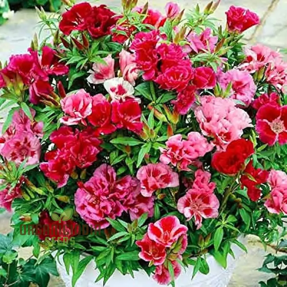 Godetia Dream Double Flower Seeds For Planting: Exquisite Gardening Splendor for Your Blossoming Oasis - Image 3