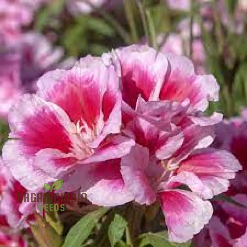 Godetia Dream Double Flower Seeds For Planting: Exquisite Gardening Splendor for Your Blossoming Oasis - Image 4