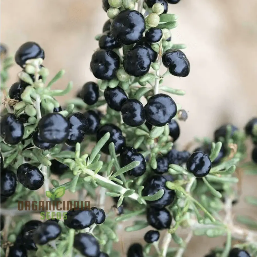 GOJI BERRY BIG BLACK Seeds for Planting - Premium Gardening Seeds for a Bountiful Harvest