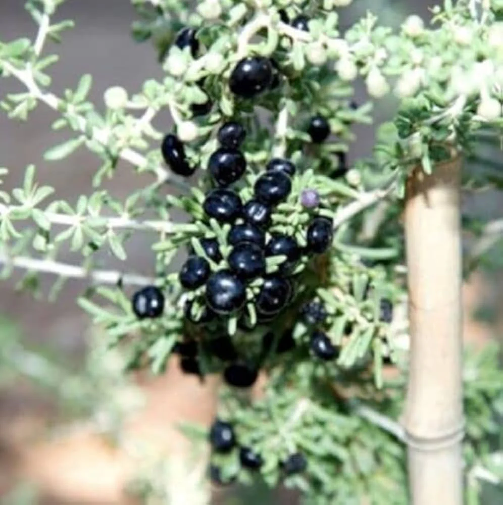 GOJI BERRY BIG BLACK Seeds for Planting - Premium Gardening Seeds for a Bountiful Harvest - Image 3