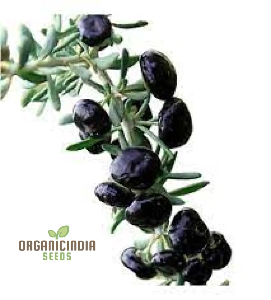 GOJI BERRY BIG BLACK Seeds for Planting - Premium Gardening Seeds for a Bountiful Harvest - Image 4