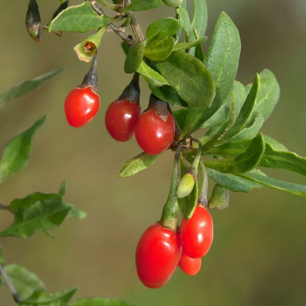 Goji Berry (Lycium barbarum) – Seeds