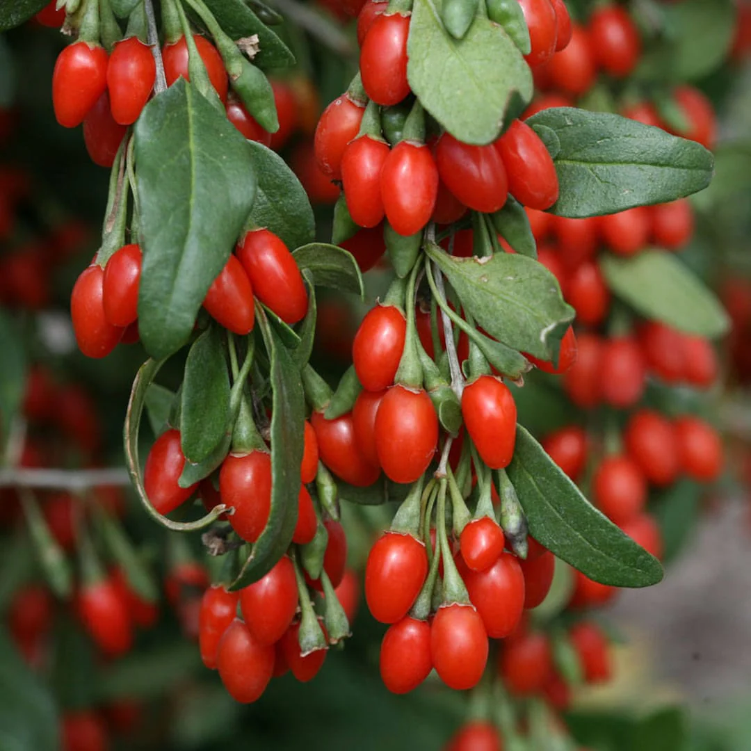 Goji Berry (Lycium barbarum) – Seeds - Image 3