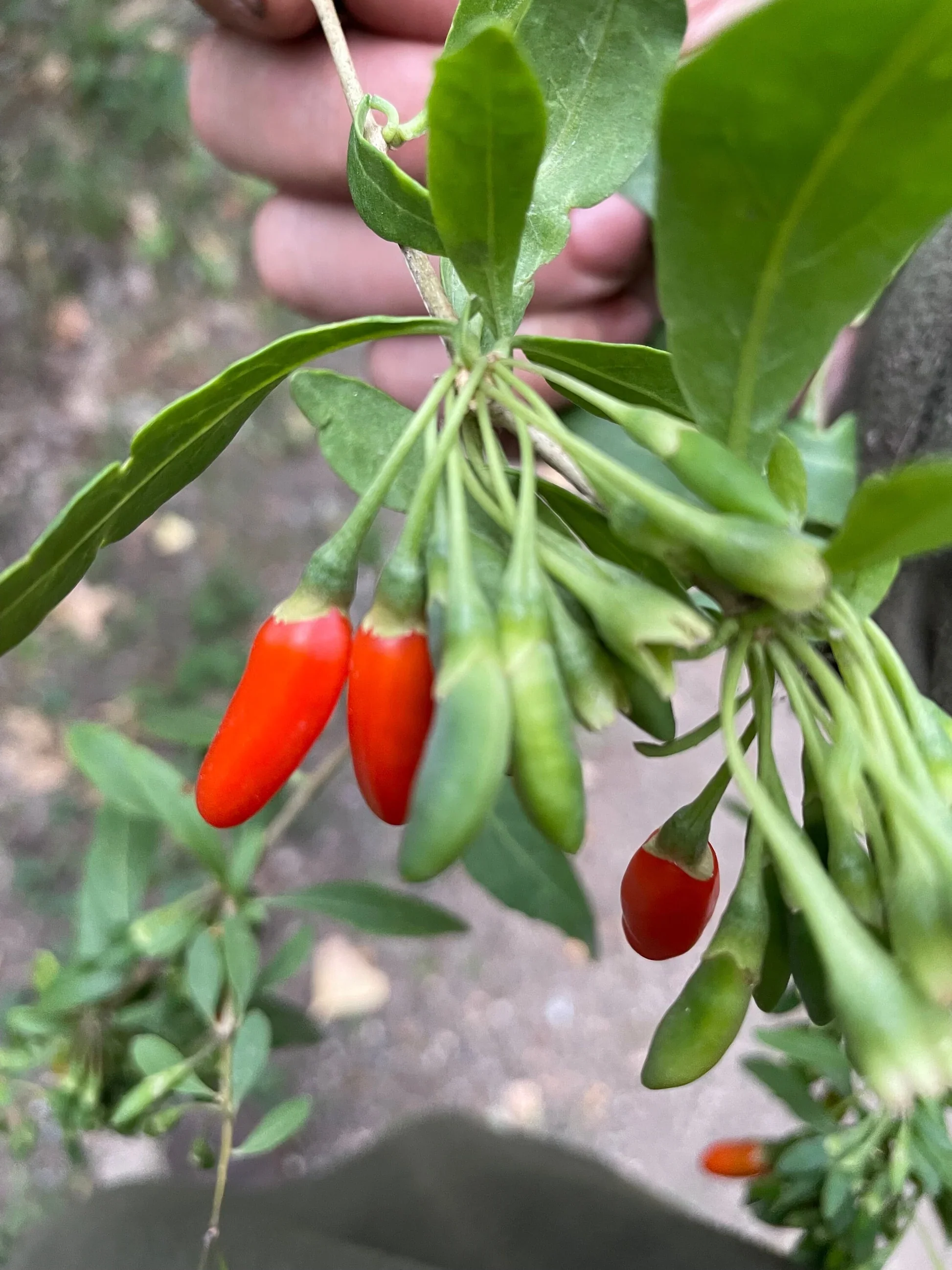 Goji Berry (Lycium barbarum) – Seeds - Image 4