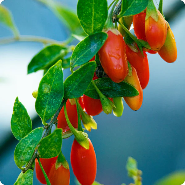 Goji Berry (Lycium barbarum) – Seeds - Image 5
